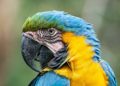 Macro of a Macaw's face