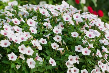 Field of white, flowering Petunias in the Miracle Garden of Dubai