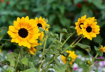 Field of blossom sunflowers and other plants on a sunny day, Miracle Garden of Dubai