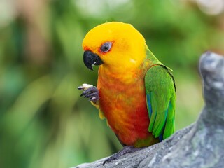 Jandaya parakeet(jenday conure) on a stone in the Green Planet park in Dubai