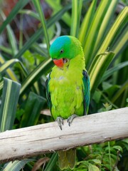 Blue-naped parrot in the Green Planet park in Dubai