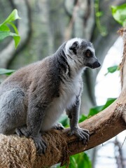 Lemur in the green planet of Dubai on a tree branch, vertical