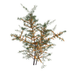 3d illustration of hippophae rhamnoides bush isolated on transparent background