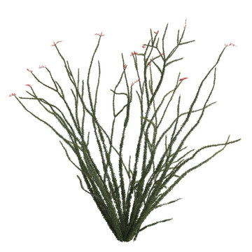 3d illustration of fouquieria splendens bush isolated on transparent background