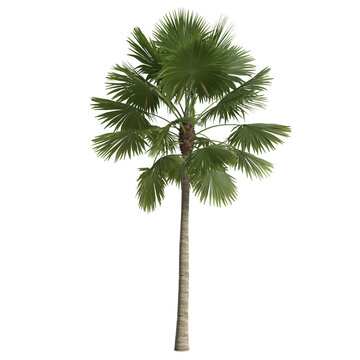3d illustration of saribus rotundifolius palm isolated on transparent background
