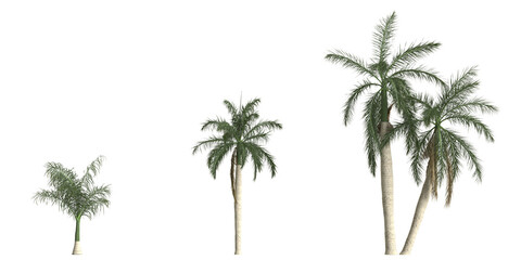 3d illustration of set roystonea regia palm isolated on transparent background