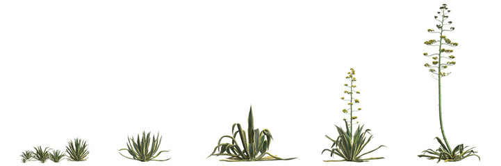 3d illustration of set agave americana bush isolated on transparent background - obrazy, fototapety, plakaty