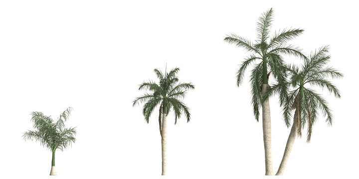 3d illustration of set roystonea regia palm isolated on transparent background