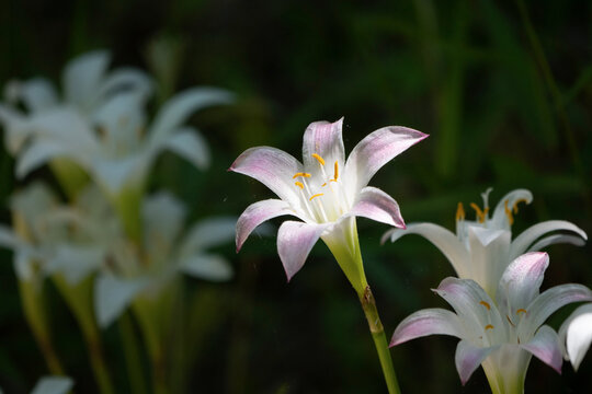 Atamasco-lily photographed in the wild