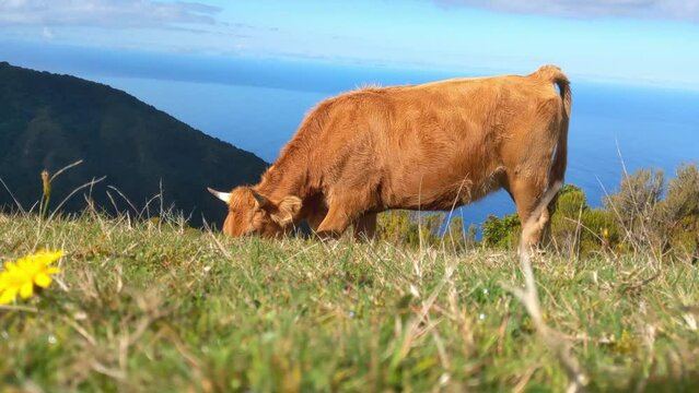 The cow eats green grass and poops