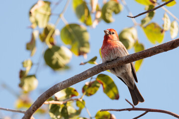 A house finch (Haemorhous mexicanus) a cute little bird with bright red plumage on its head, perched in a tree in Sarasota, Florida