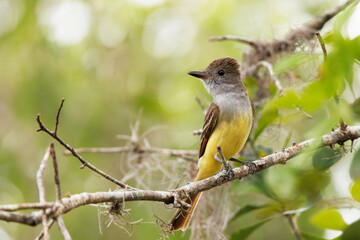 A great crested flycatcher, a medium-sized bird with a yellow belly, in west central Florida