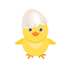 Cute chicken hatched from egg. Cracked chicken eggs with newborn baby chick isolated on white background. Vector cartoon flat illustration.