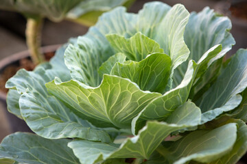 cabbage in a flower pot close-up