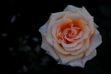 Rose petals (in champagne color) details after rain,  Owen rose garden, Eugene, OR