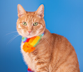 Fototapeta na wymiar Cat in a colorful scarf and socks on a blue background. Autumn or winter concept.