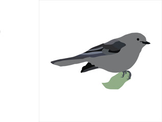 Ash and black color bird is sitting on a branch vector artwork 