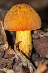 Boletus mushroom in a dark forest