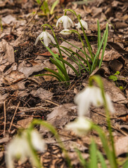 Double snowdrop (Galanthus nivalis) Flore Pleno