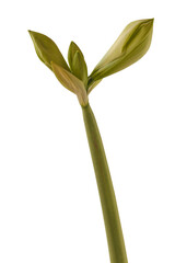 Hippeastrum (amaryllis)  "Siberia"    on a white background isolated