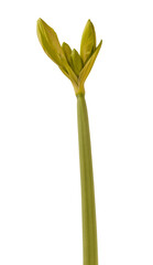 Hippeastrum (amaryllis) 