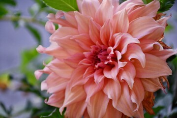 PEACH DAHLIAS  flower