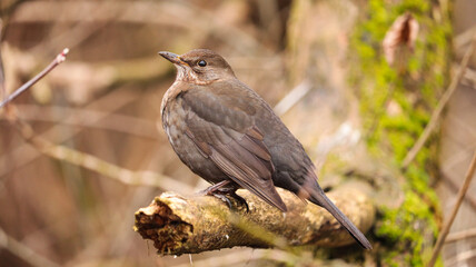 thrush on a branch