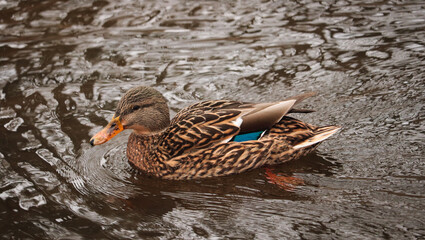 duck on the water