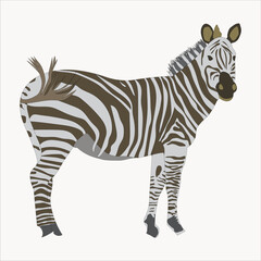 Fototapeta na wymiar A black and white striped zebra is standing vector artwork