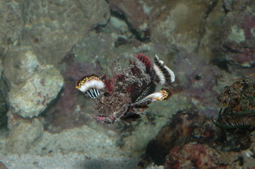 Lion fish underwater shot in the lake. Wild life animal. Fish in the natural habitat with nice background.