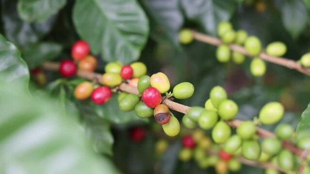 Closeup shot of a coffee bean tree with large leaves on a field