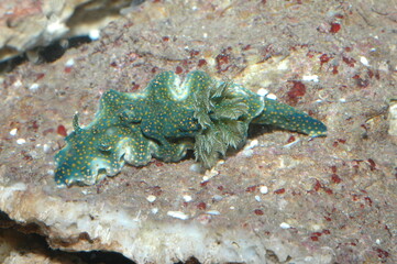 phyllidia varicosa underwater shot in the lake. Wild life animal. Fish in the natural habitat with nice background.