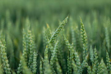 Wheat field image. View on fresh ears of young green wheat.