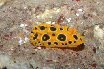 phyllidia varicosa underwater shot in the lake. Wild life animal. Fish in the natural habitat with nice background.