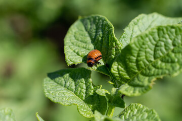 Colorado beetle. Young Colorado beetle sit on a potato leaf. Close-up