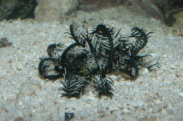 Sea plant underwater shot in the lake. Wild life animal. Fish in the natural habitat with nice background.