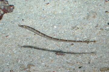 Pipeline underwater shot in the lake. Wild life animal. Fish in the natural habitat with nice background.