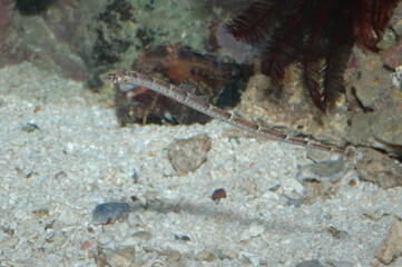 Pipeline underwater shot in the lake. Wild life animal. Fish in the natural habitat with nice background.