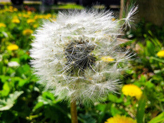 dandelion head