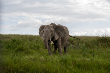 Obraz premium big elephant in the savannah of Africa