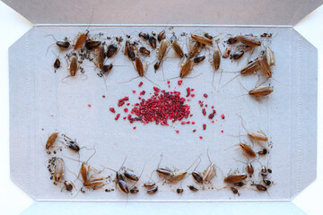 many cockroaches caught in the sticky trap, insect control at home, cockroach bait lured many big and small cockroaches into the sticky trap