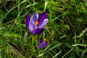 Fototapeta premium Crocus in spring on green meadow