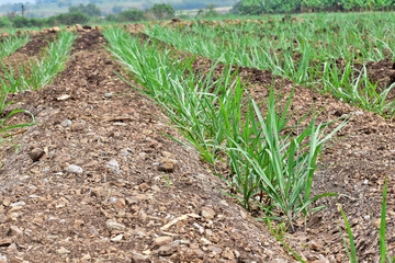 Organic sugarcane farming, Small sugarcane plants in the Field, sugar farming in India