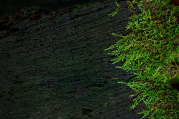 Green moss background