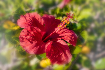 red hibiscus flower on blurred background