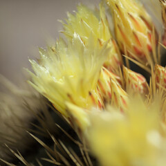 Pale yellow flowers of Echinocactus grusonii, the golden barrel cactus, natural macro floral background