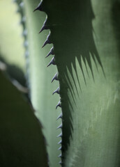 Flora of Gran Canaria - serrated spiky leaves of Agave salmiana var ferox, introduced species, natural macro floral background
