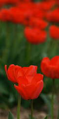 red tulips in spring. beautiful garden background