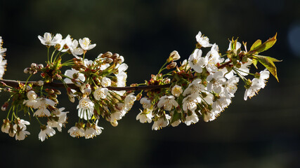 white apple blossom in the garden. details of the fruit orchard in spring