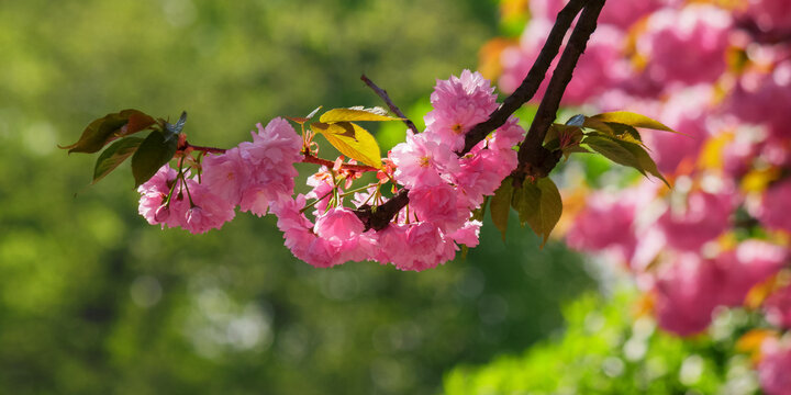branch of blossoming sakura. asian floral background